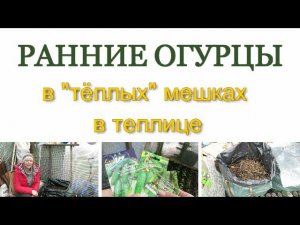 ОГУРЦЫ в ТЁПЛЫХ мешках!!! / РАННИЕ ОГУРЦЫ / Cucumbers in warm bags