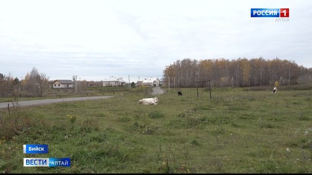 Городские посёлки Бийска остались без автобусного сообщения смотреть онлайн