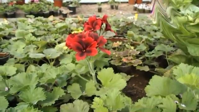 Белокрылка на комнатных, полное уничтожение!!! Проверенный метод!!! смотреть онлайн