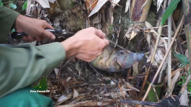 FULL VIDEO: Harvesting Luffa, Longan, Bamboo Shoots, Wild Boar And Eel Traps To Sell At The Market