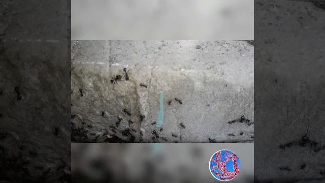 Микромир.битва между черными и красными муравьями смотреть онлайн