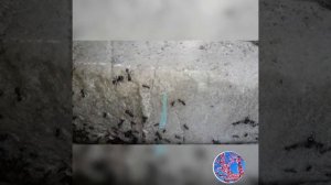 Микромир.битва между черными и красными муравьями