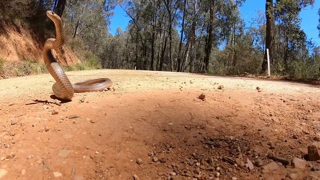Eastern Brown Snake jumps into the air смотреть онлайн