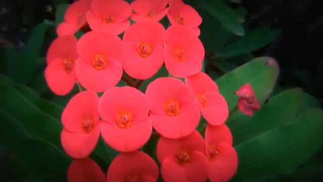 Волшебная Прогулка Для Тонких Ценителей Природы - A Relaxing Walk to Remember смотреть онлайн