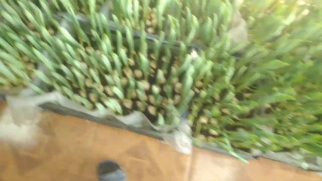 ⚫Выгонка тюльпанов без теплицы в домашних условиях | Обзор 16.02.22г. смотреть онлайн