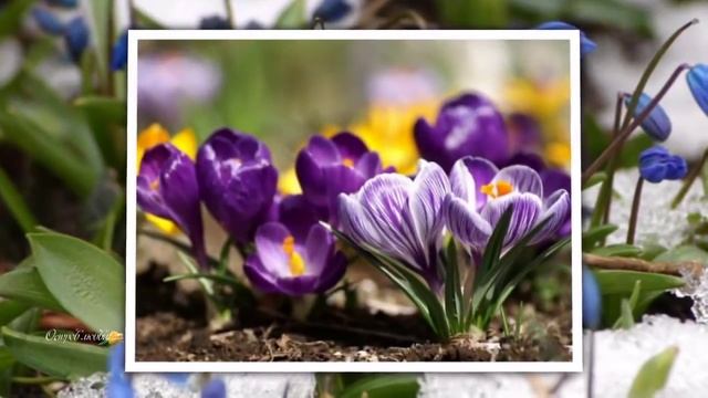 Я поздравляю Вас с Весной! Весеннего настроения! С первым днем Весны смотреть онлайн