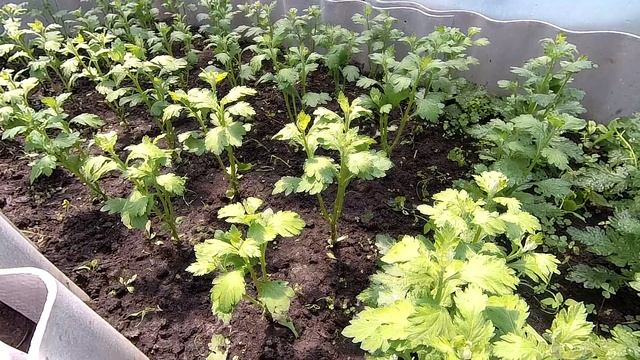 Веточная хризантема на срез. Растим вместе. 28.06.2021 смотреть онлайн