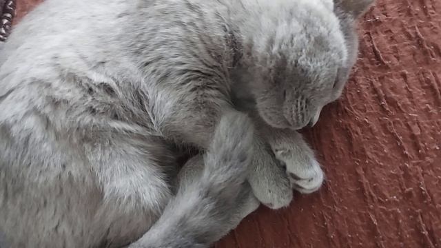 Хотели Вызвать МЧС..Спасение одной кошки... смотреть онлайн