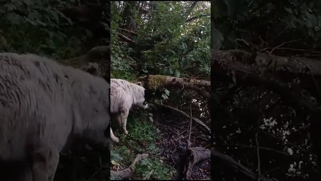 Пёс Зайчик на природе смотреть онлайн