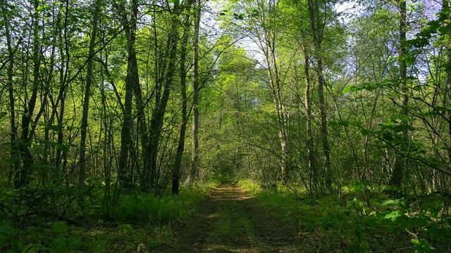 Summer forest 4K / Летний лес 4К смотреть онлайн