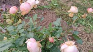 Розы. Осеннее цветение розы Джуд зе Обскур меня поразило!