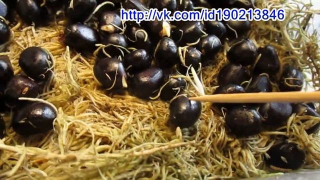 25 01 20г О прорастании семян смотреть онлайн