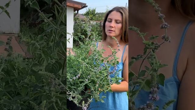 Мята сладкий лимон Хиллари #shorts смотреть онлайн