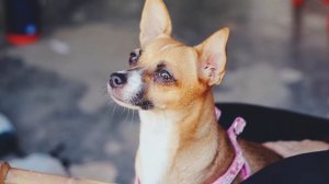 ЧИХУАХУА. ВСЁ О ПОРОДЕ.