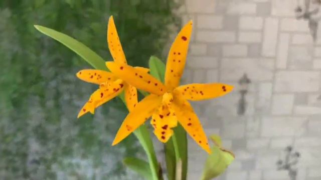 Brassocattleya Hoku Gem 'Freckle Lady' смотреть онлайн