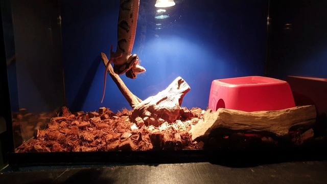 Warning: Live Ball Python Feeding! | PompsTV смотреть онлайн