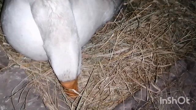 Белая гусыня садится на яйца или нет?! смотреть онлайн