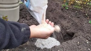 ПРАВИЛЬНАЯ ПОСАДКА ПЛЕТИСТЫХ КУСТОВ РОЗ С ОТКРЫТОЙ КОРНЕВОЙ СИСТЕМОЙ-ВАЖНЫЕ НЮАНСЫ!!!