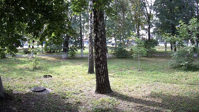 Тестовое видео Gazer HD IP camera CI202a смотреть онлайн