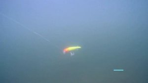 🔴 УЛОВИСТЫЕ КИТАЙСКИЕ ВОБЛЕРЫ от TSURINOYA!!! 🔥🔥🔥