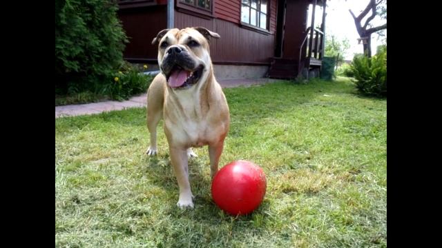 Ка де бо Описание породы