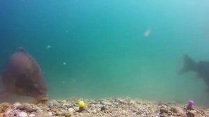 Подводная съемка ловли карпа на БОЙЛ