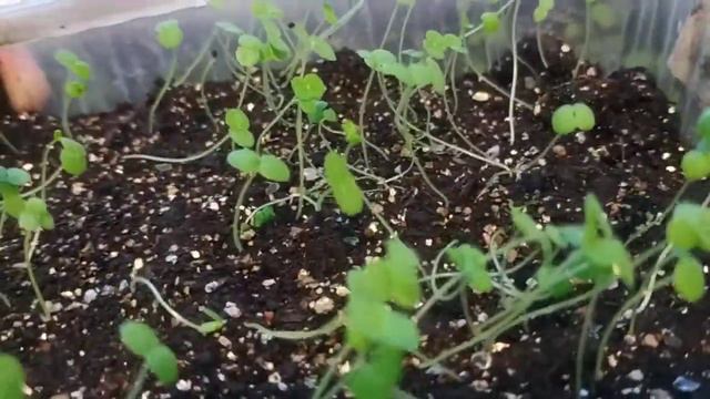 Земляника из семян Это важно! смотреть онлайн