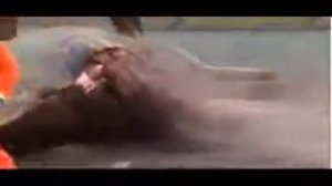 Удивительный случай: мертвый кит 'взорвался'