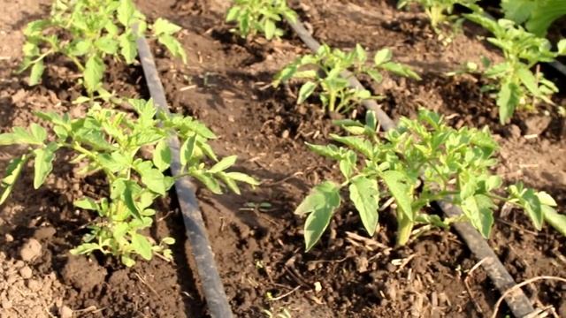 Томаты после высадки не растут, желтеют. Сделайте так: томаты быстро пойдут в рост.Подкормки, совет смотреть онлайн