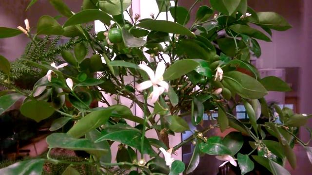 Прибор для измерения влажности почвы смотреть онлайн