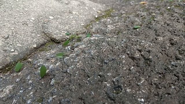 Leaf cutting ants (Attini), Brazil / Муравьи-листорезы, Бразилия смотреть онлайн