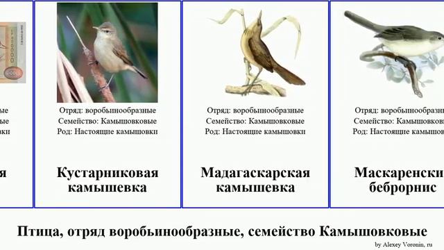 Птица, отряд воробьинообразные, семейство Камышовковые камышевка пересмешка birds желтобрюхая Кука смотреть онлайн