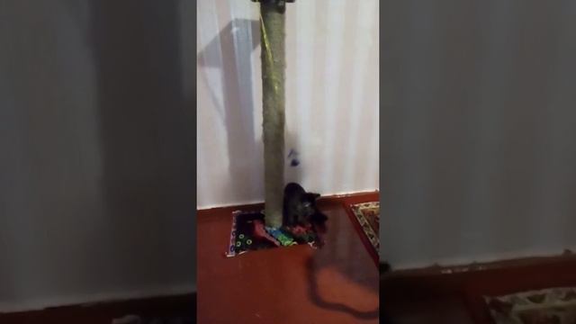 Когтеточка для кота своими руками это отличный аттракцион для кота. смотреть онлайн