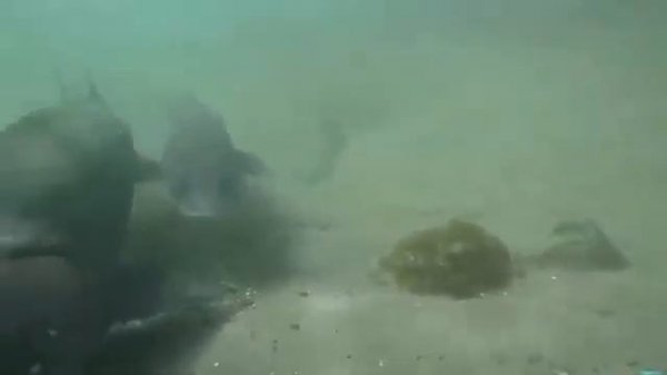 Eyoyo EF43A 20M Fish Finder 4 3 1000TVL Underwater Ice Carp Fishing Camera for Winter Sea Fishing