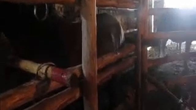 Лошади. Тюменяк смотреть онлайн
