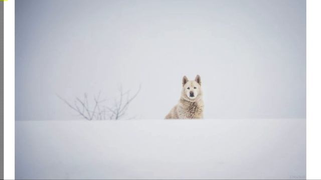 Санькина смелость. Аудиосказка для детей. смотреть онлайн