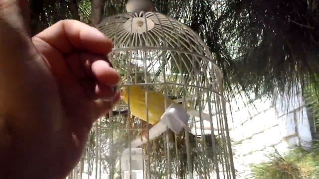 Olympus TG-810 - Canary 3 смотреть онлайн