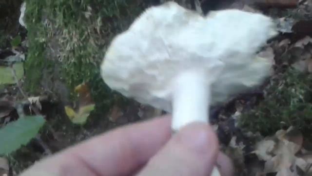 Charcoal Burner (Russula cyanoxantha) Ljubičastozelena krasnica смотреть онлайн