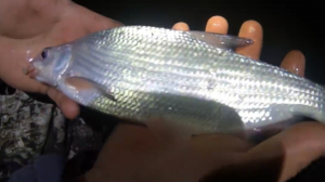 ЛОВЛЯ ОСЕННЕГО РЫБЦА НА ФИДЕР. РЫБАЛКА НА ДОНУ. КИЗИТИРИНКА. ПОГОДА ДАЕТ О СЕБЕ ЗНАТЬ!