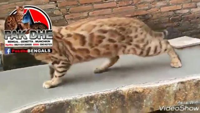KUCING BENGAL JANTAN смотреть онлайн