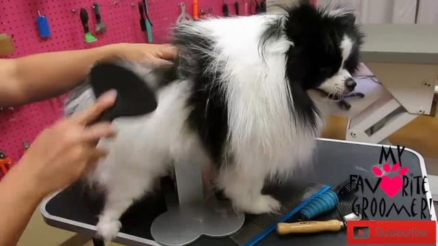 Pomeranian brushing and groom смотреть онлайн