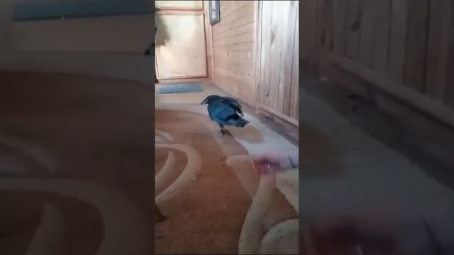 Алтайский Чёрный Ворон Жора - домашний и милый как котёнок??? смотреть онлайн