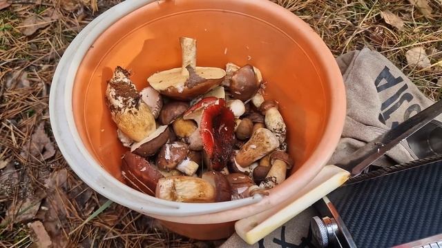 Польские грибы в ноябре! Закрытие сезона / Харьковская область смотреть онлайн