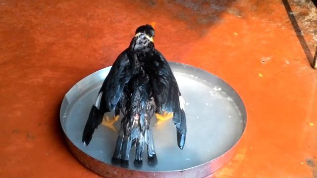 Talking MAINA Taking Shower. смотреть онлайн