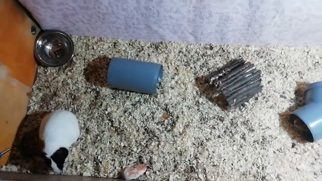 Что нужно для морской свинки. Все о морских свинках. Клетка и прочее... смотреть онлайн