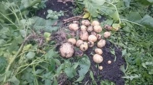 ГОЛУБИЗНА -- сорт картофеля.