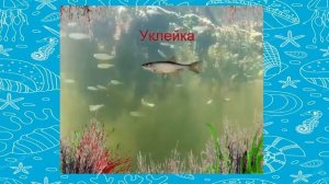 о рыбах для дошкольников
