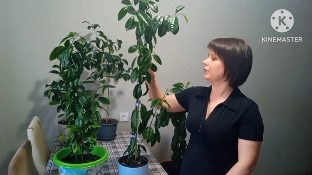 Прививки цитрусовых растений Подготовка подвоя Совместимость Условия для создания дерево-сада смотреть онлайн