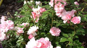 Стильные цветочные композиции в кашпо и подкормки для рассады. Дачные сезоны