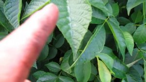 Чем опрыскивать грецкий орех. КАК БОРОТЬСЯ С ПЯТНИСТОСТЬЮ НА ОРЕХЕ.